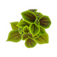 Pilea 12cm Moon Valley - Green Plant The Horti House