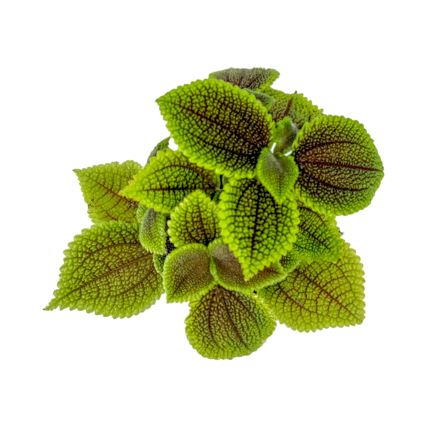 Pilea 12cm Moon Valley - Green Plant The Horti House