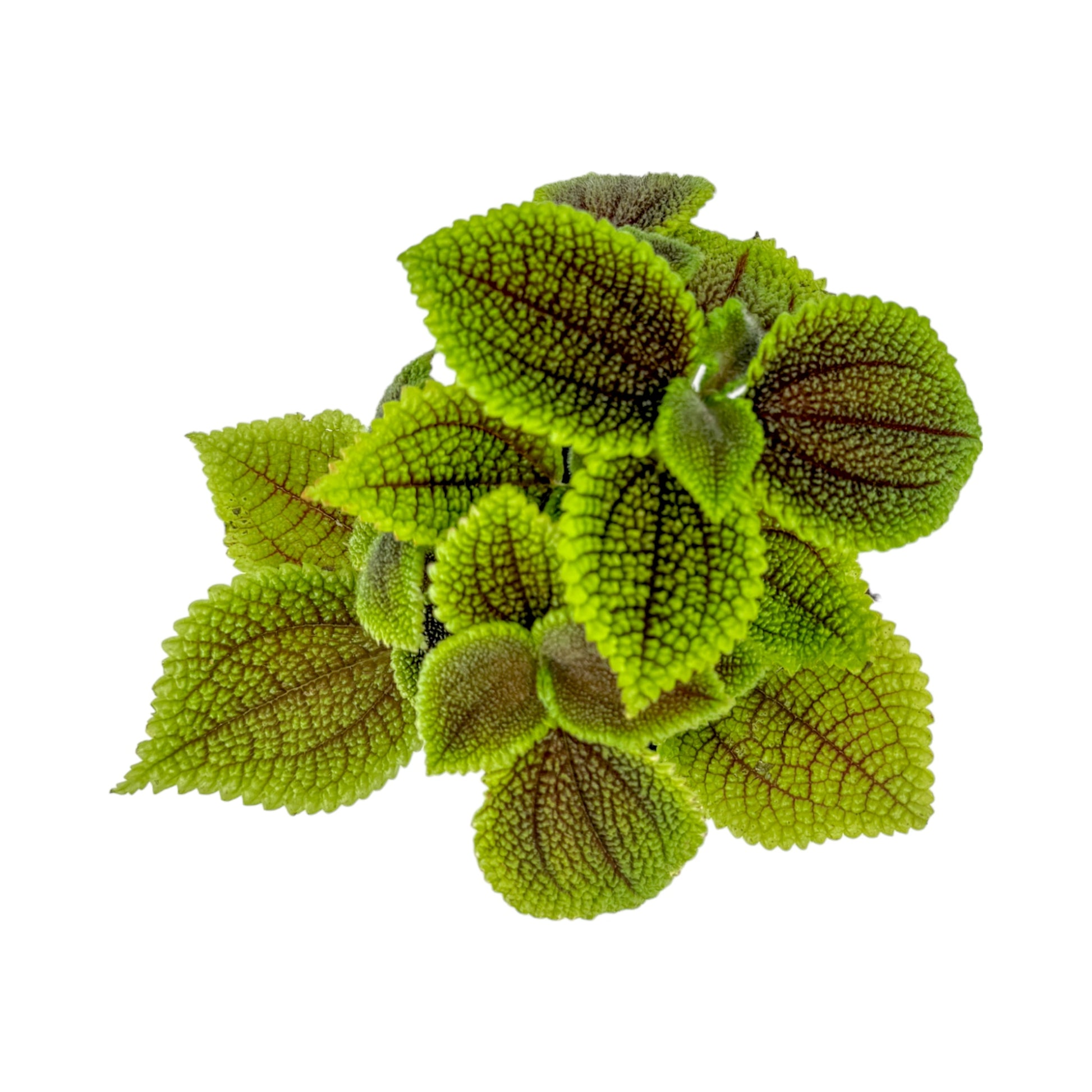 Pilea 12cm Moon Valley - Green Plant The Horti House