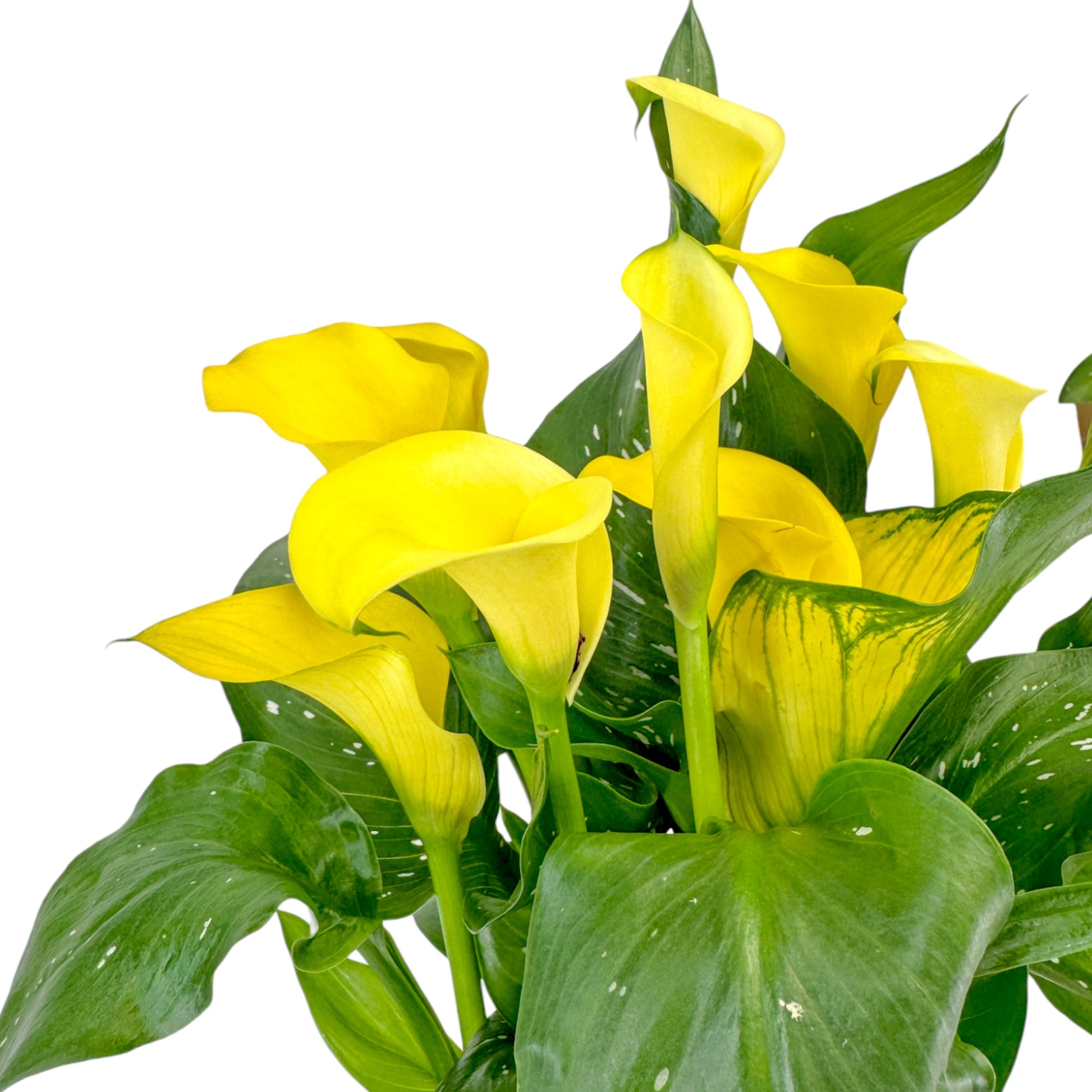 Calla Lily 13cm in Windsor Ceramic - Flowering The Horti House