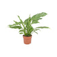Spathiphyllum 12cm Jet Diamond