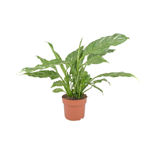 Spathiphyllum 12cm Jet Diamond