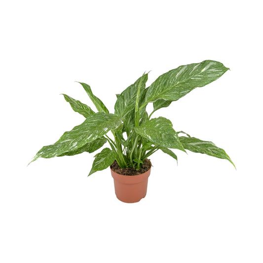 Spathiphyllum 12cm Jet Diamond