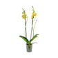 Phalaenopsis 12cm Twin Stem Mixed Compact 12+