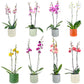 Phalaenopsis 12cm Twin Stem Mixed Colours in Cambridge Ceramic