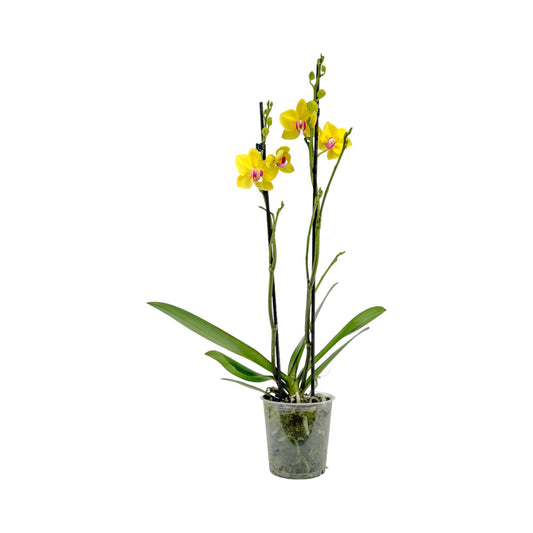 Phalaenopsis 12cm Twin Stem Yellow