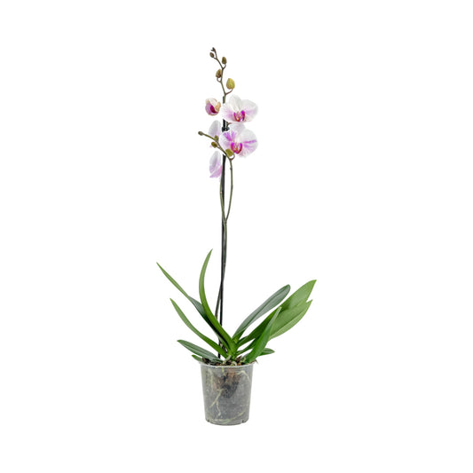 Phalaenopsis 12cm Single Stem Mixed Colours
