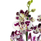 Phalaenopsis 12cm AGM Triple Stem Marrakesh