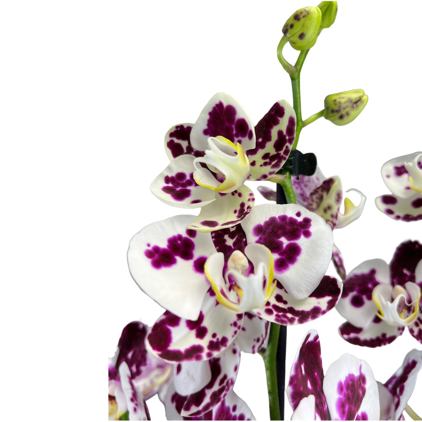 Phalaenopsis 12cm AGM Triple Stem Marrakesh