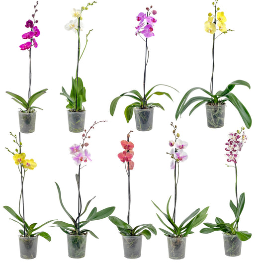 Phalaenopsis 12cm Single Stem Mixed Colours