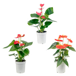 Anthurium 9cm Champion Mixed Colours