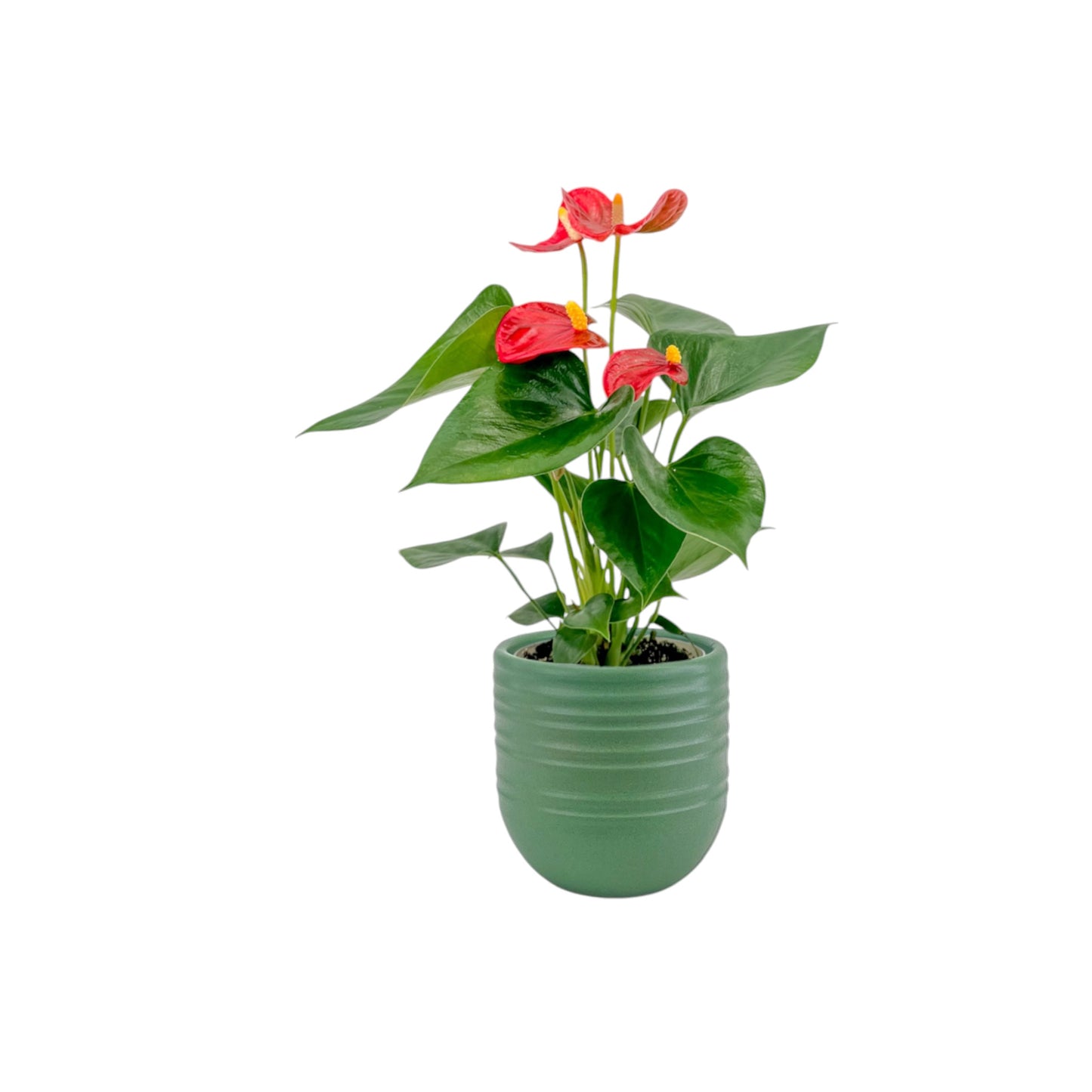 Anthurium 9cm Champion Mixed Colours in Hampshire Ceramic