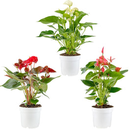 Anthurium 17cm Champion Mixed Colours - Flowering The Horti House