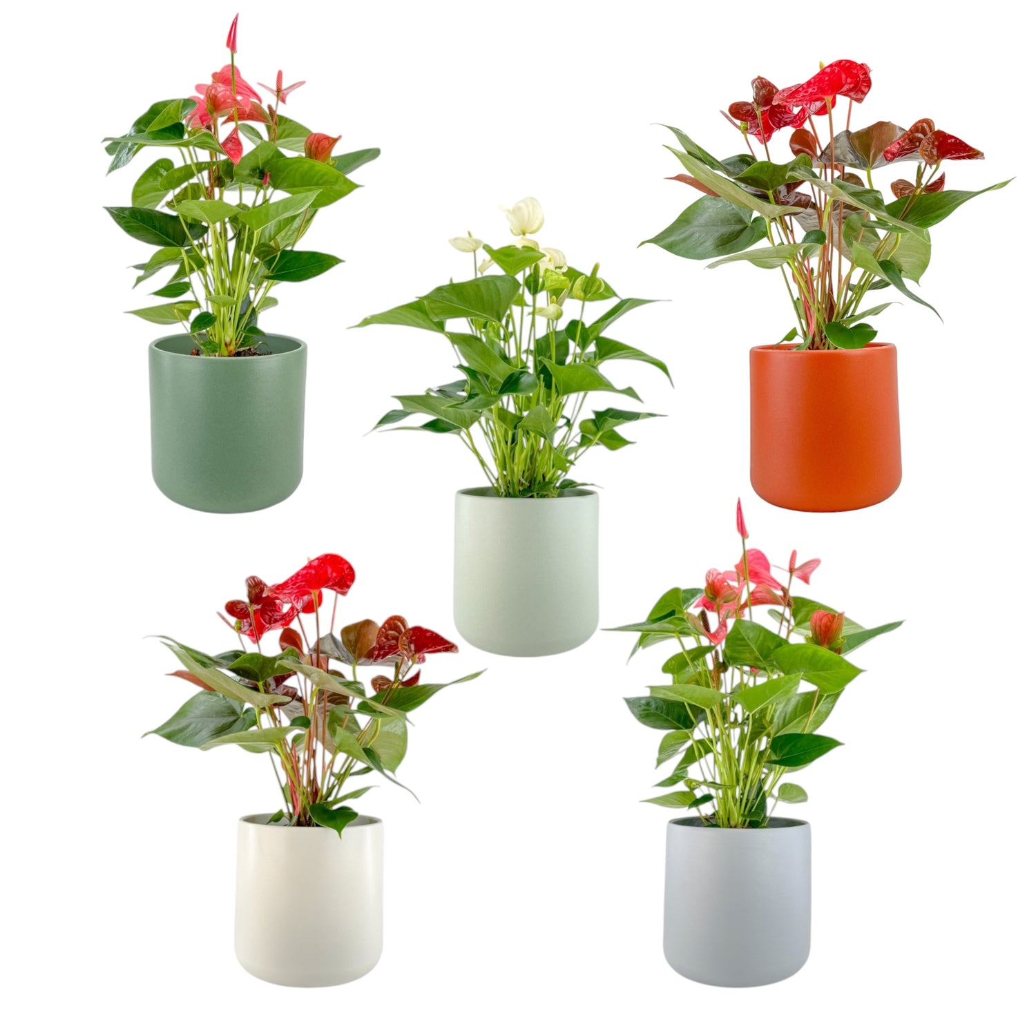 Mix - Flowering Plants in Hardware