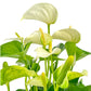Anthurium 17cm Champion Mixed Colours - Flowering The Horti House