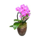 Mother's Day Orchid Glass Vase
