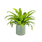 Asplenium 17cm Mix in Cambridge Ceramic - Green Plant The Horti House