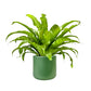 Asplenium 17cm Mix in Cambridge Ceramic - Green Plant The Horti House