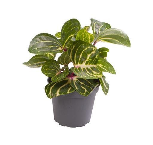 Iresine 6cm Herbstii - Green Plant The Horti House