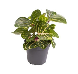 Iresine 6cm Herbstii - Green Plant The Horti House