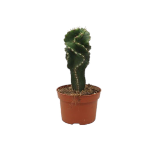 Jamacaru Spiralis 10.5 cm