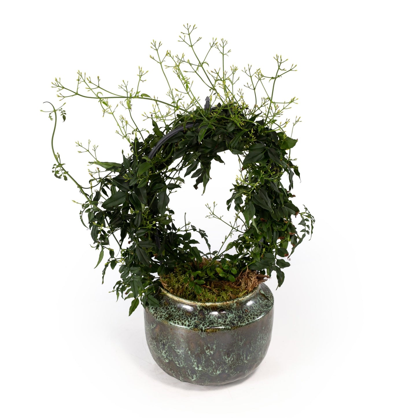 Jasmine 12cm Hoop in Artisan No.3 Ceramic - Flowering The Horti House