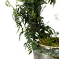 Jasmine 12cm Hoop in Artisan No.3 Ceramic - Flowering The Horti House