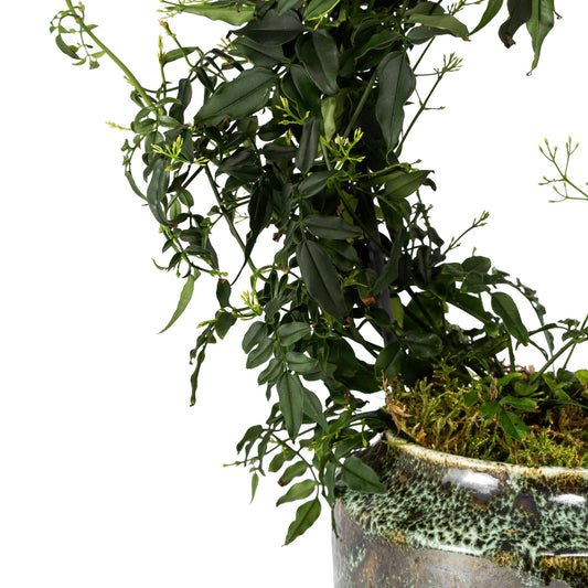 Jasmine 12cm Hoop in Artisan No.3 Ceramic - Flowering The Horti House