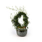 Jasmine 12cm Hoop in Artisan No.3 Ceramic - Flowering The Horti House