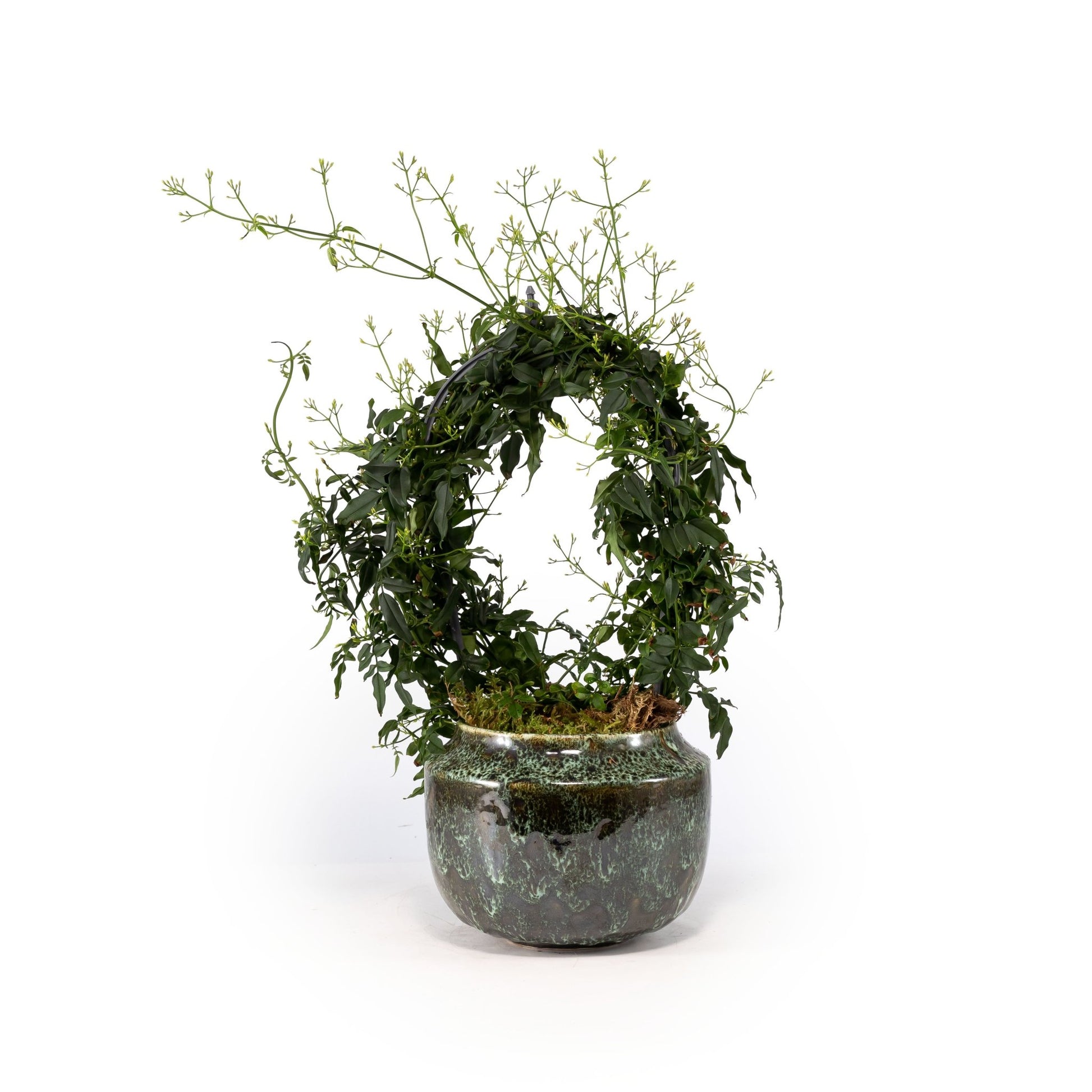 Jasmine 12cm Hoop in Artisan No.3 Ceramic - Flowering The Horti House