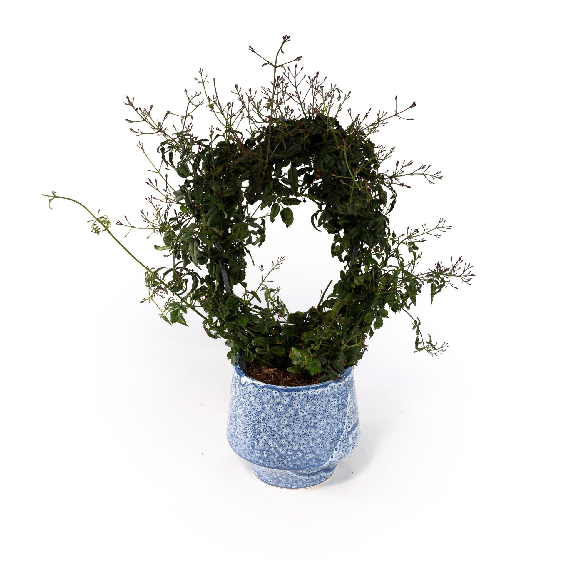 Jasmine 12cm Hoop in Artisan No.5 Ceramic - Flowering The Horti House