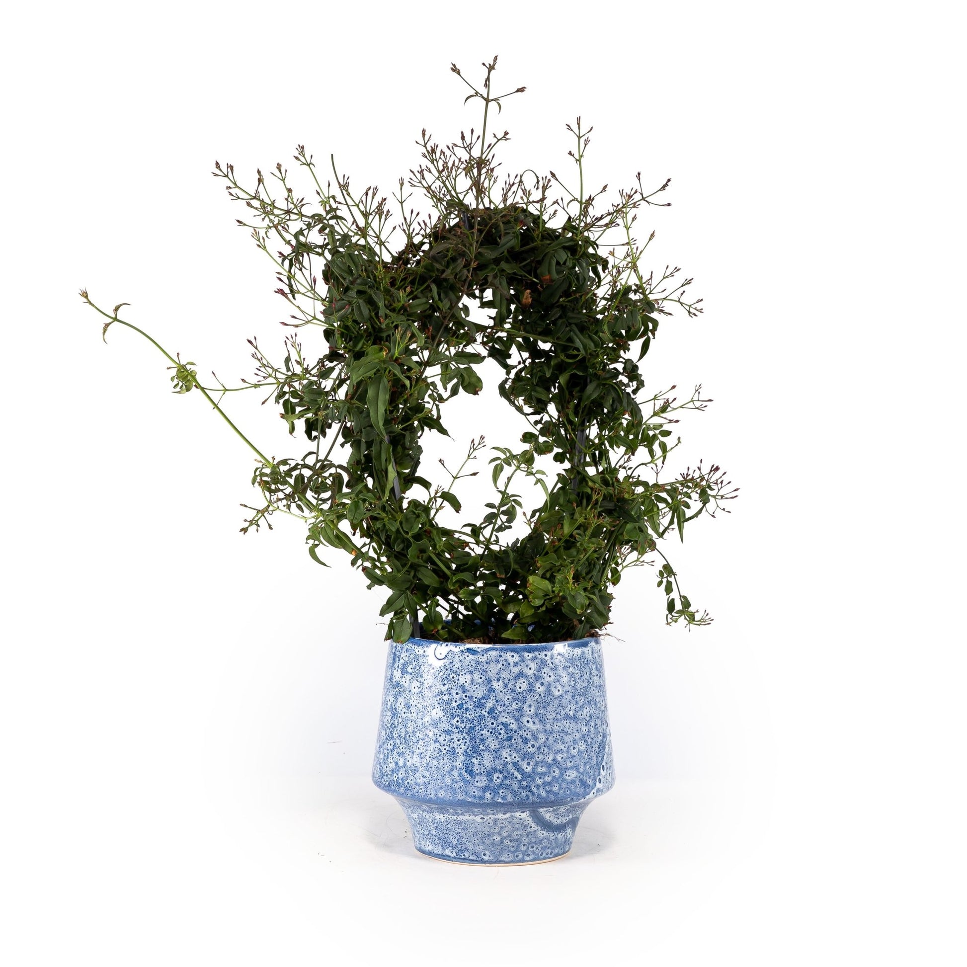 Jasmine 12cm Hoop in Artisan No.5 Ceramic - Flowering The Horti House