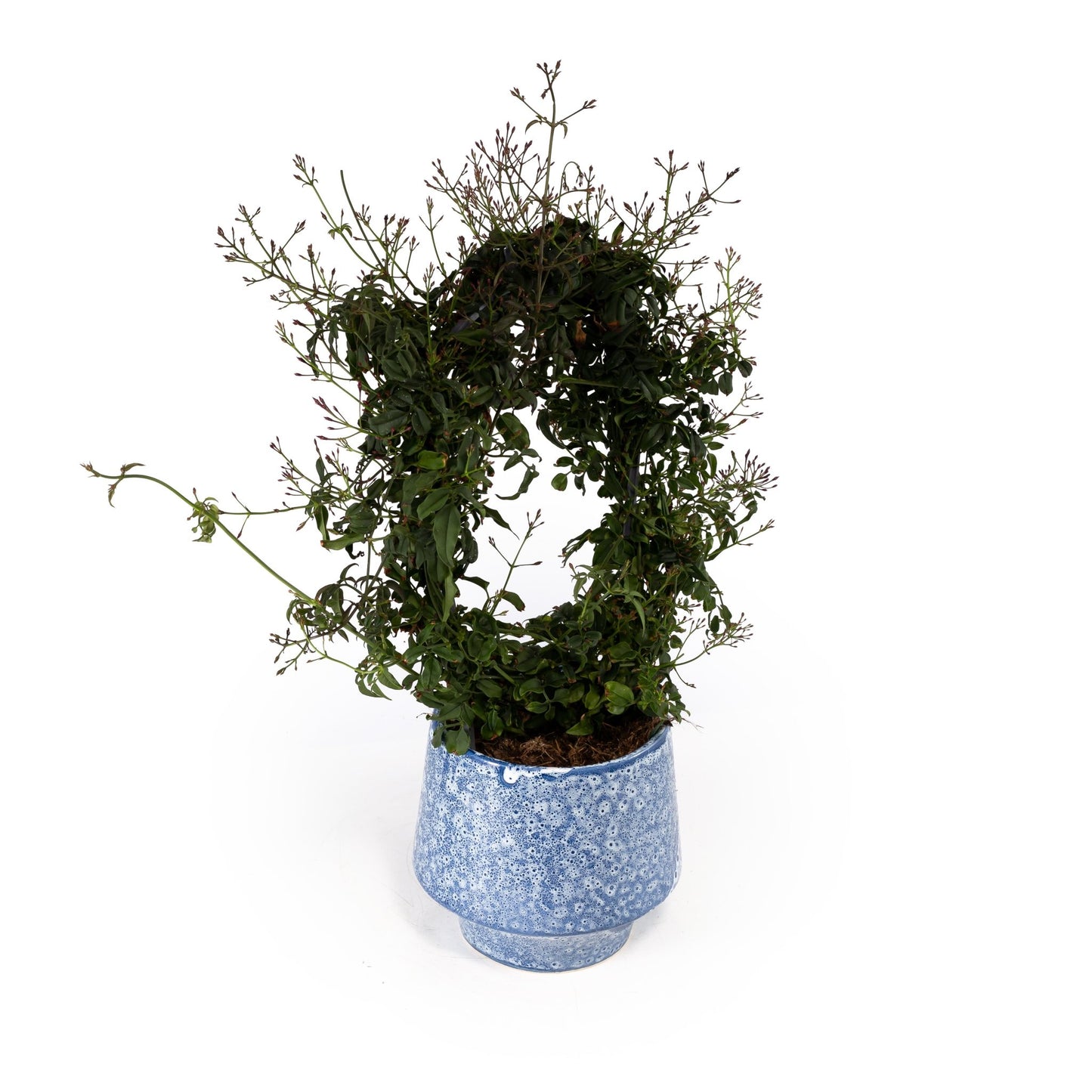 Jasmine 12cm Hoop in Artisan No.5 Ceramic - Flowering The Horti House