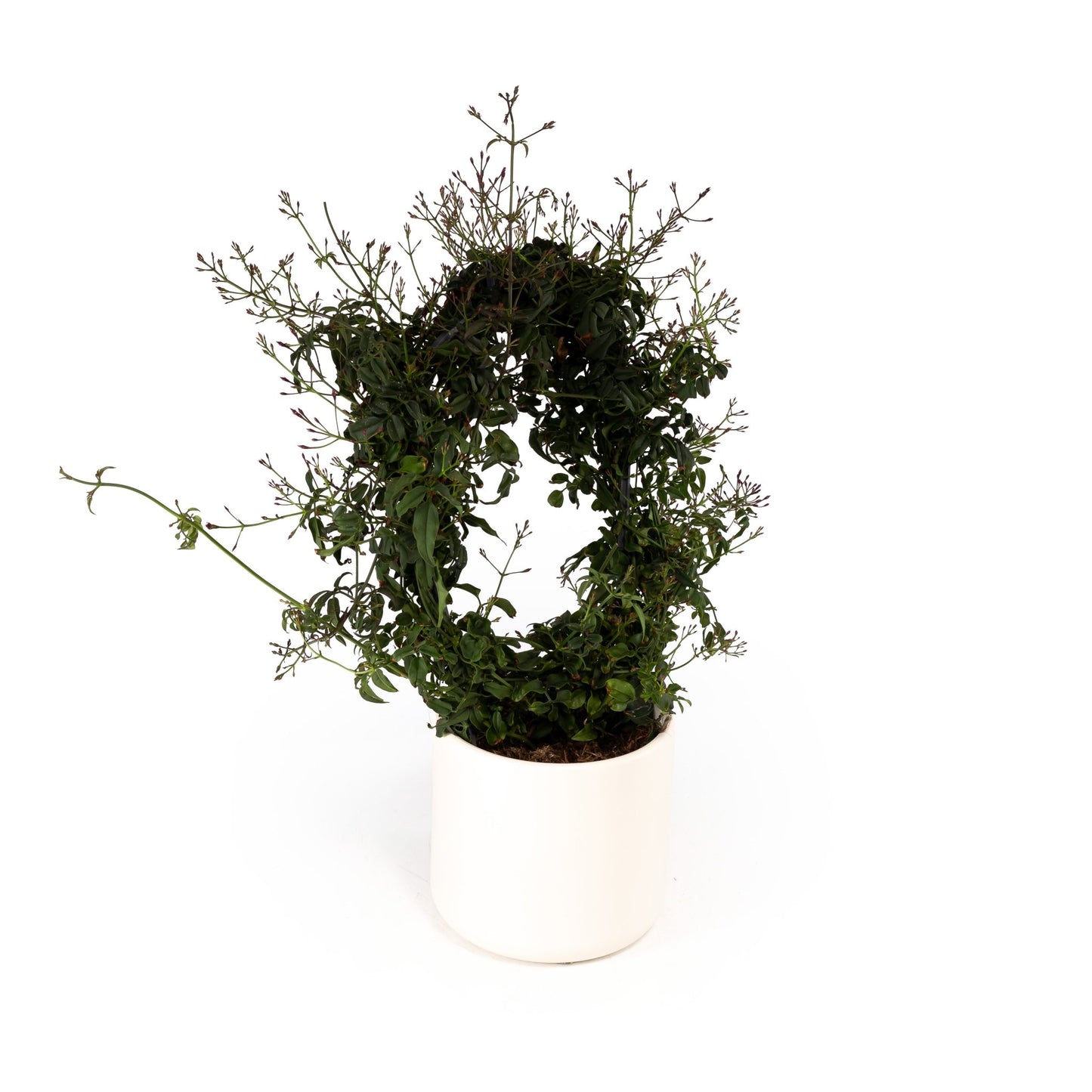 Jasmine 12cm Hoop in Cambridge Ceramic - Flowering The Horti House