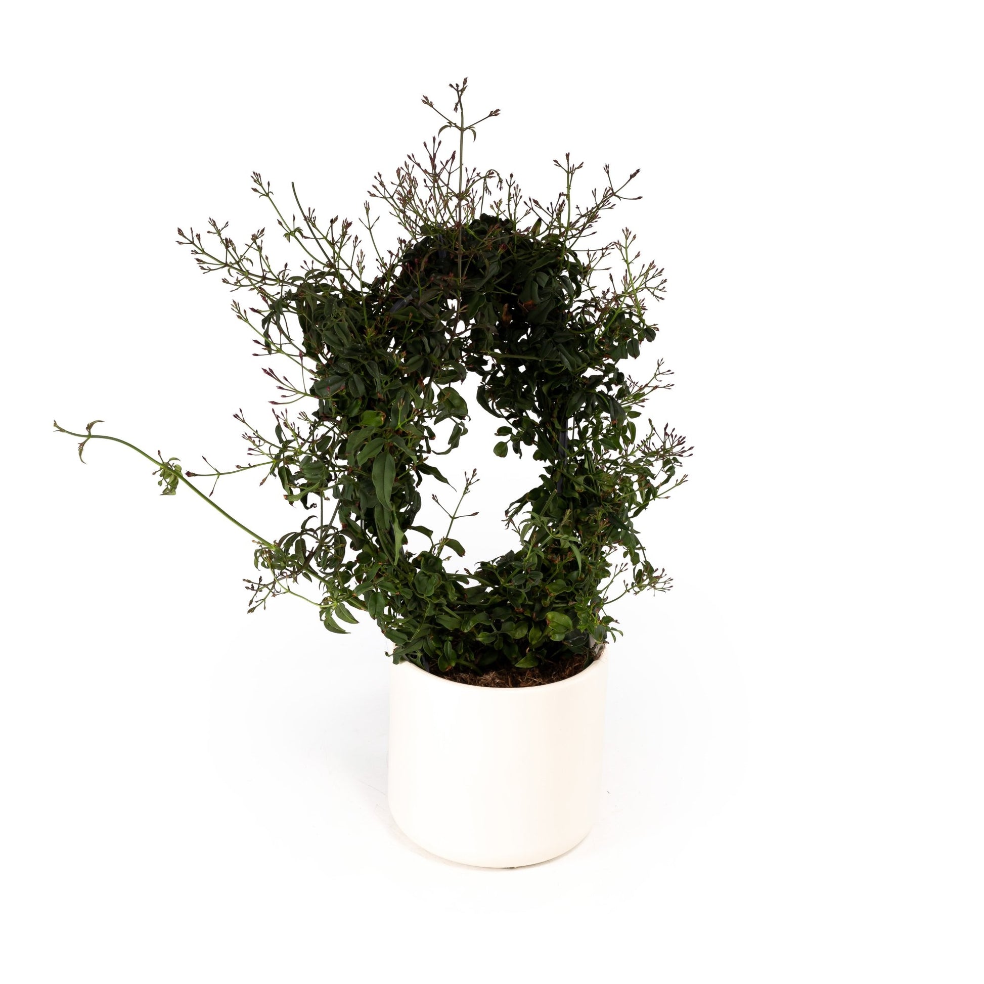Jasmine 12cm Hoop in Cambridge Ceramic - Flowering The Horti House