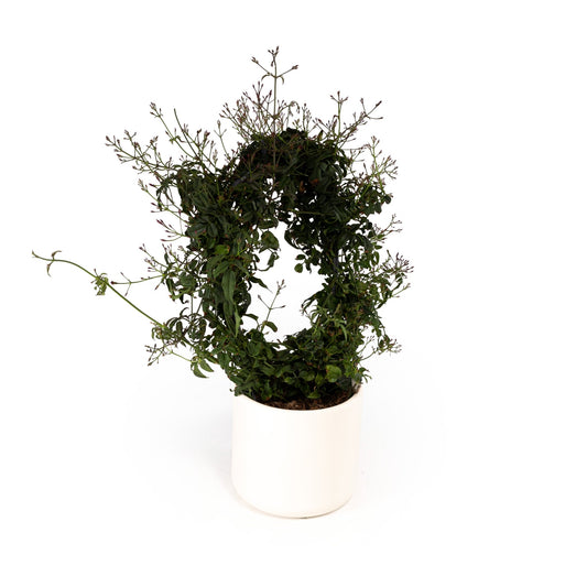 Jasmine 12cm Hoop in Cambridge Ceramic - Flowering The Horti House