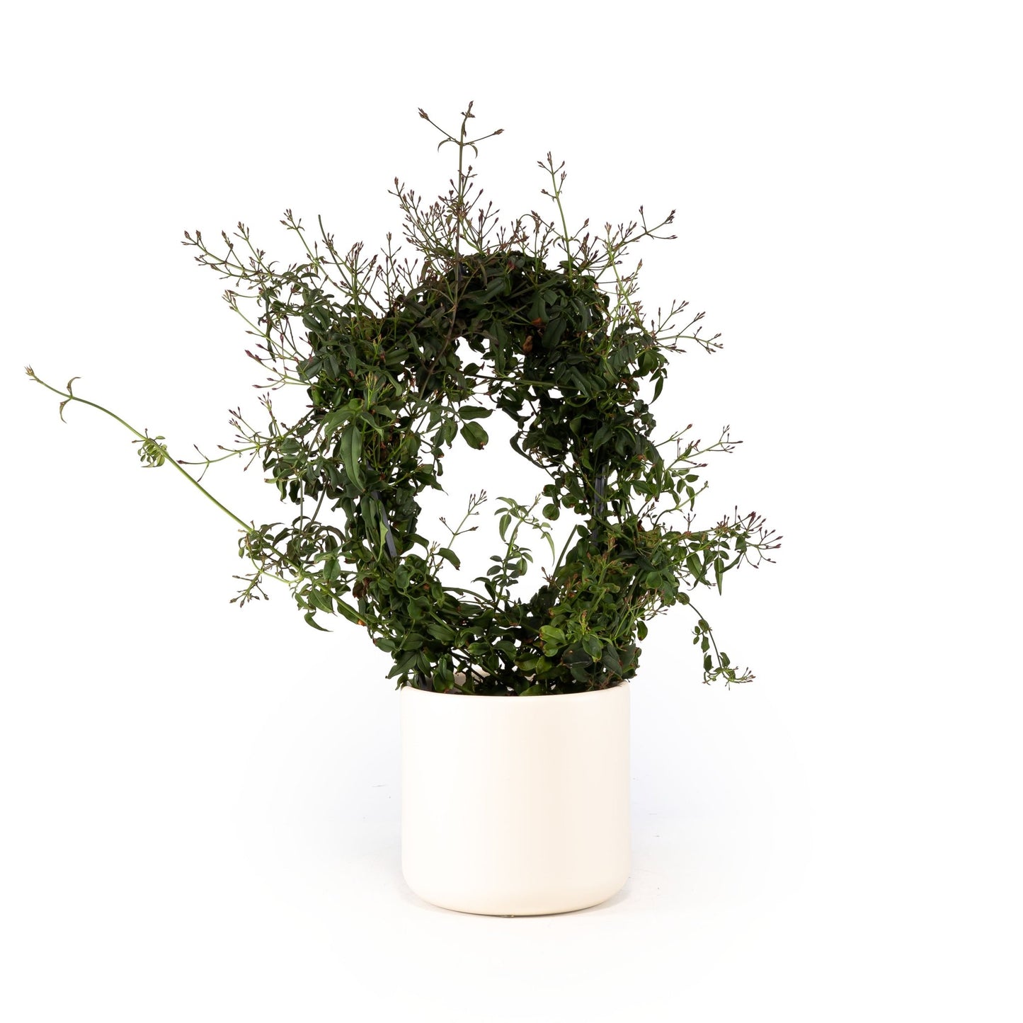 Jasmine 12cm Hoop in Cambridge Ceramic - Flowering The Horti House