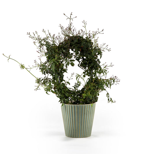 Jasmine 12cm Hoop in Hampshire Ceramic - Flowering The Horti House