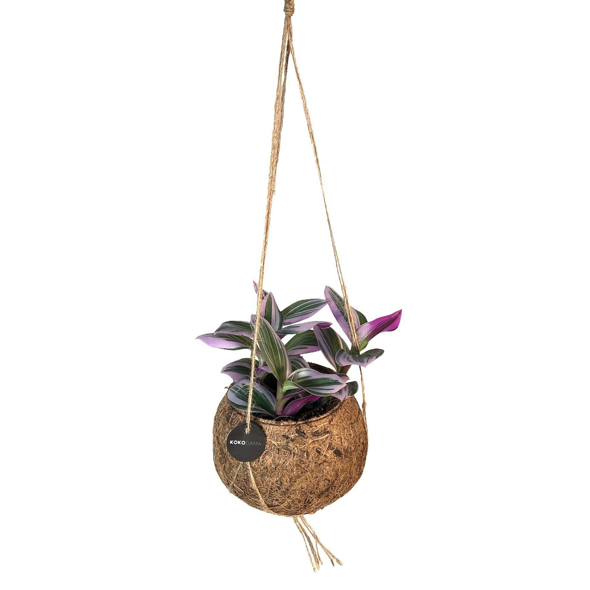 Kokodama 12cm Tradescantia mix