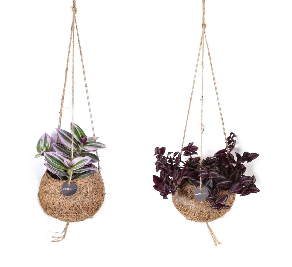 Kokodama 12cm Tradescantia mix