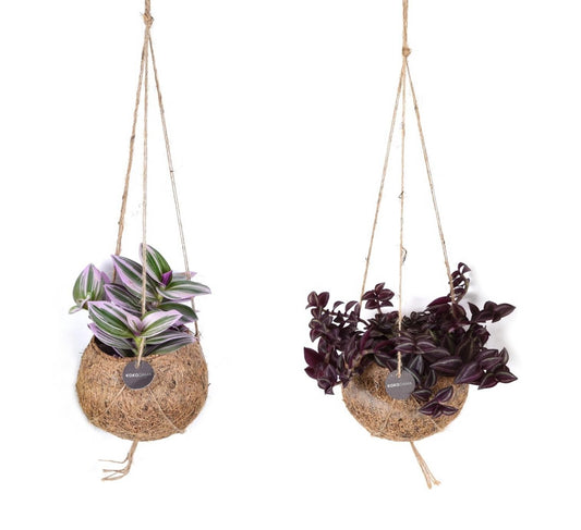 Kokodama 12cm Tradescantia mix - Hanging The Horti House