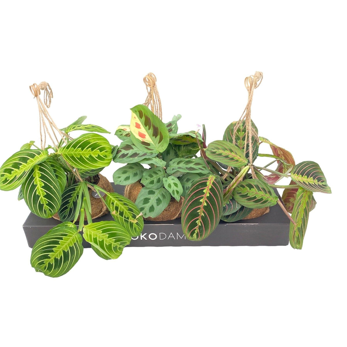 Kokodama 15cm Maranta mix