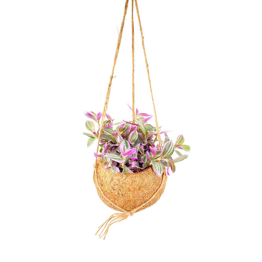 Kokodama 15cm Tradescantia Purple Paradise - Hanging The Horti House