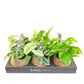 Kokodama 15cm Scindapsus mix