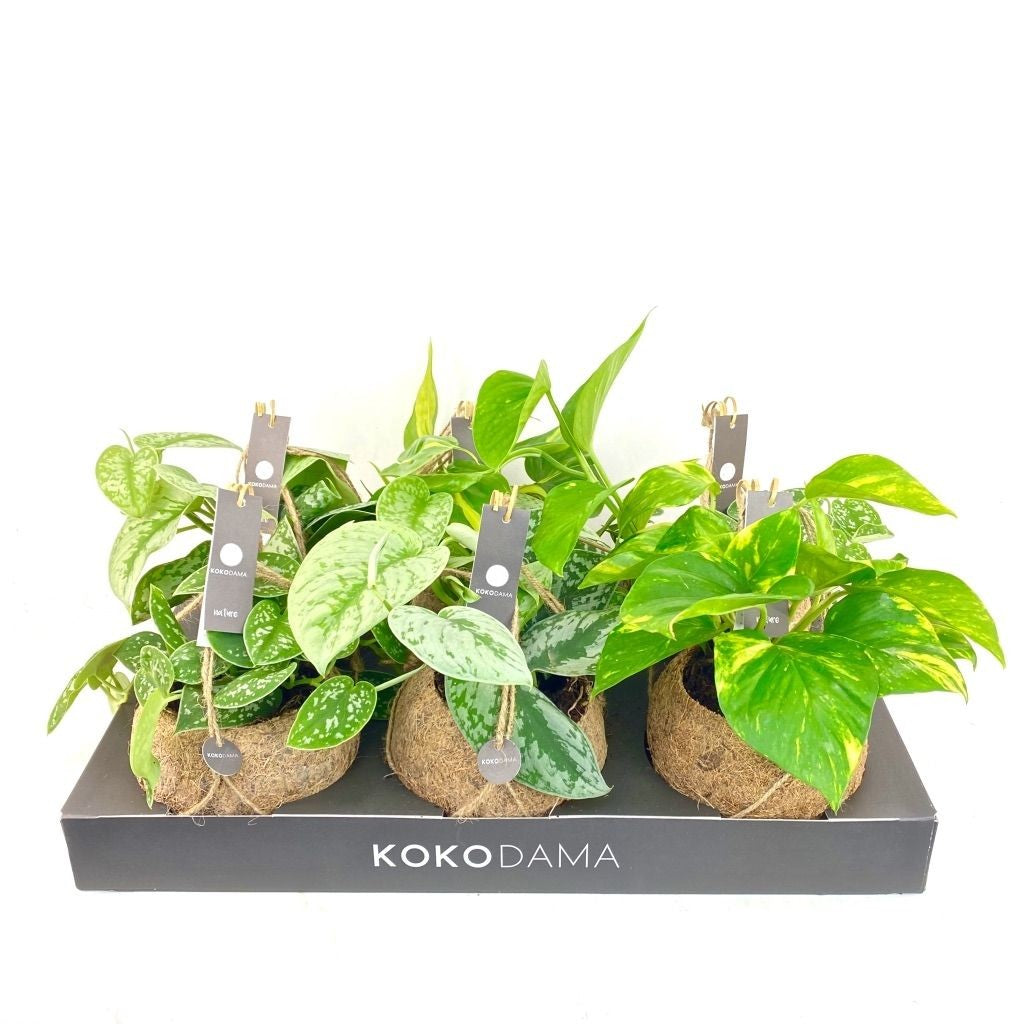 Kokodama 15cm Scindapsus mix