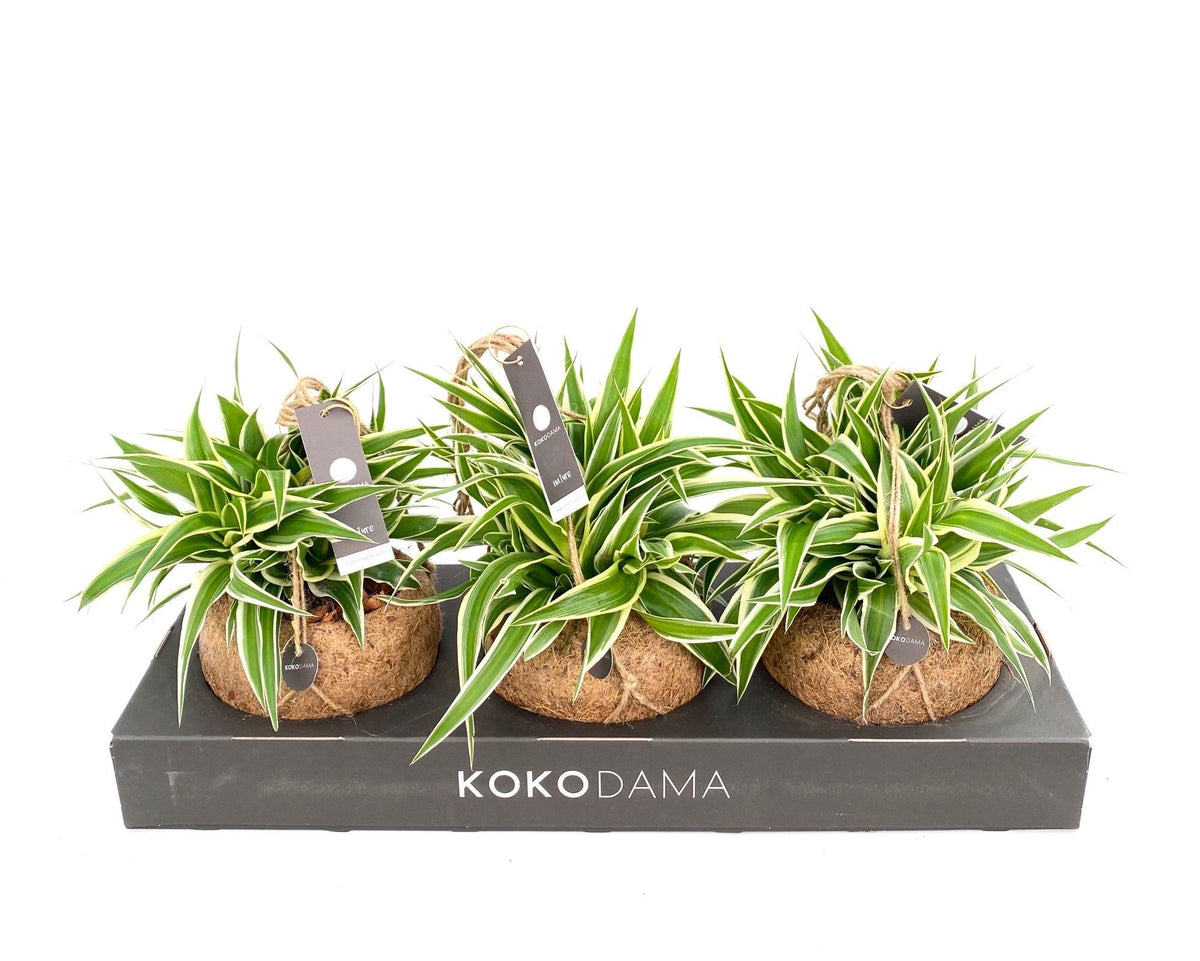 Kokodama 15cm Chloropythum