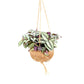 Kokodama 15cm Tradescantia Zebrina