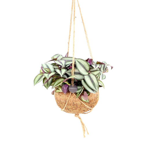 Kokodama 15cm Tradescantia Zebrina - Hanging The Horti House