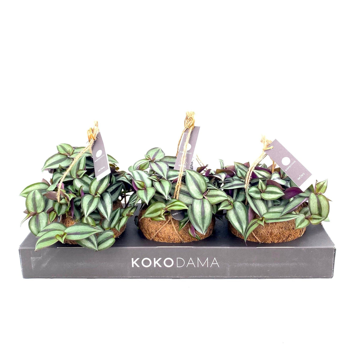 Kokodama 15cm Tradescantia Zebrina