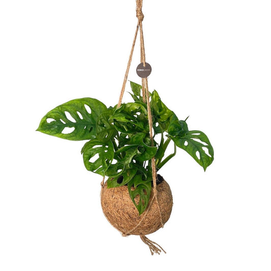 Kokodama 17cm Monstera Adansonii Monkey Leaf - Hanging The Horti House